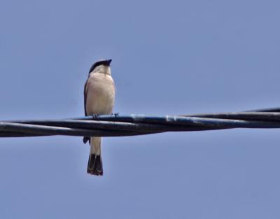 Прикрепленное изображение: IMGP6521.jpg